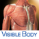 3D Muscular Premium Anatomy for iPhone 4/4S